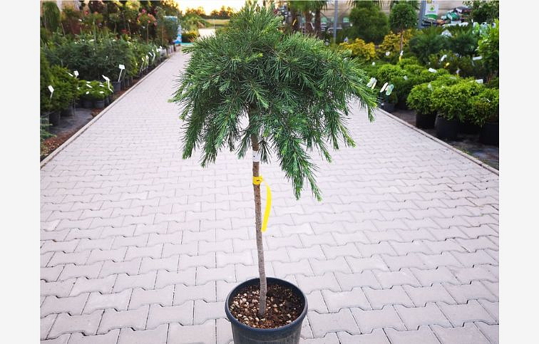 Céder himalájsky FEELING BLUE na cca 90 cm kmienku, výška 100-120 cm, kont. 15-18 l