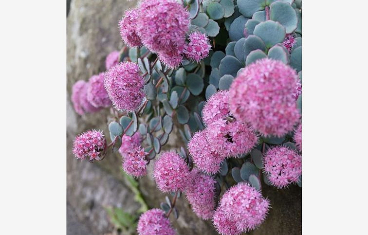Rozchodník sieboldov - Sedum sieboldii, kont. 0,5 l