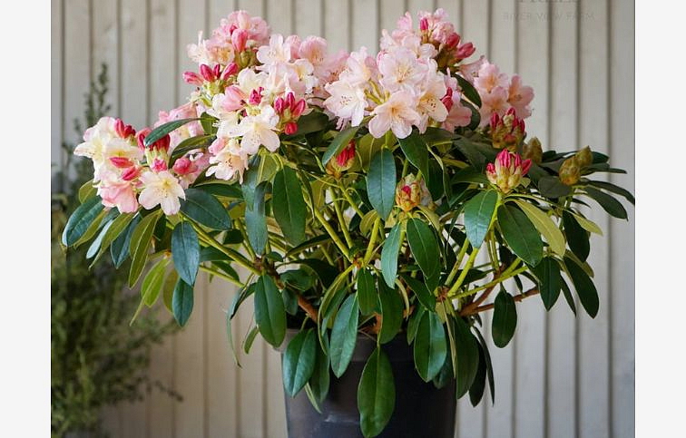 Rododendrón jakušimský Percy Wiseman 20-30cm, kont. p17