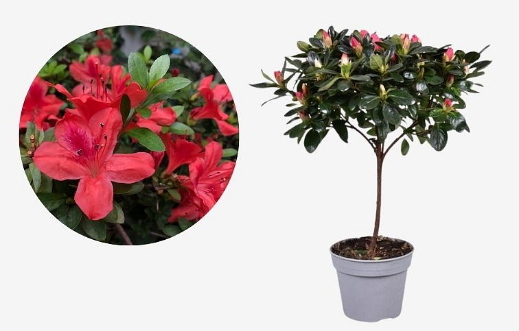 Azalka indická červená na kmienku, výška cca 40 cm - Rhododendron simsii, kont. p13