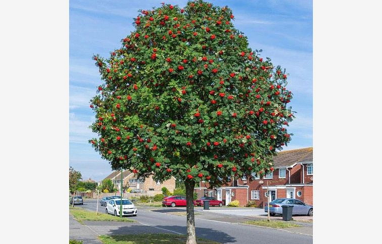 Jarabina vtáčia na kmienku, výška 300-350 cm, obvod kmeňa 6-8 cm, kont. 30 l