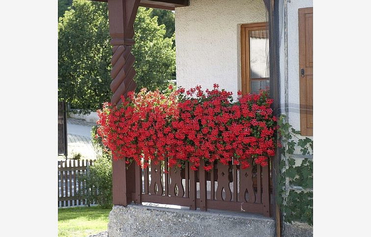 Muškát previsnutý Ville De Paris Rot - Pelargonium, kont. 0,5 l