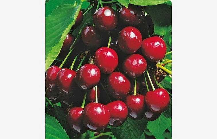 Čerešňa Summit, podp. Colt, voľnok.