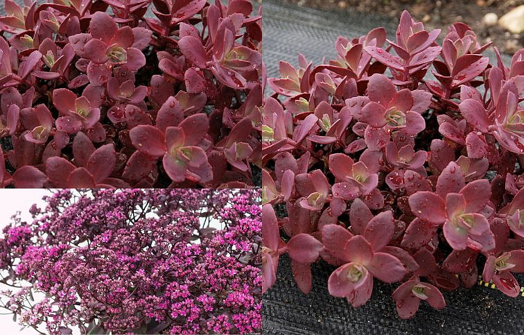 Rozchodník hybridný SunSparkler Firecracker - Sedum, kont. 0,5 l