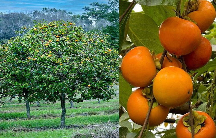 Hurmikaki Tipo na cca 90cm kmeni, v. 170-200cm, obvod kmeňa 6-8cm, kont. 10 l