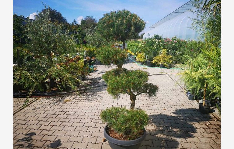 Borovica lesná bonsaj 140-160 cm, v miske 50 l