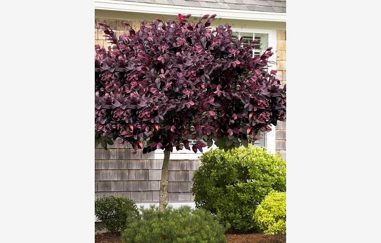 Loropetalum čínske Fede na 80-90cm kmienku, výška 170-190 cm, kont. 15 l