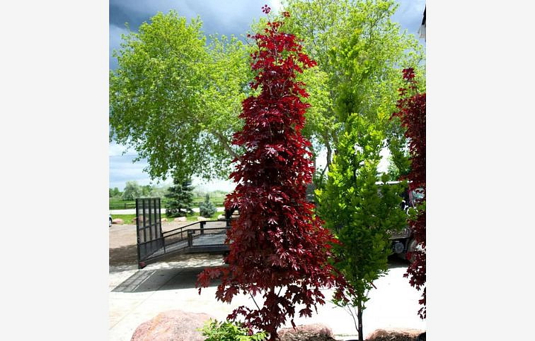 Javor mliečny Crimson Sentry na 160-180 cm kmienku, výška 220-250 cm, kont. C7,5