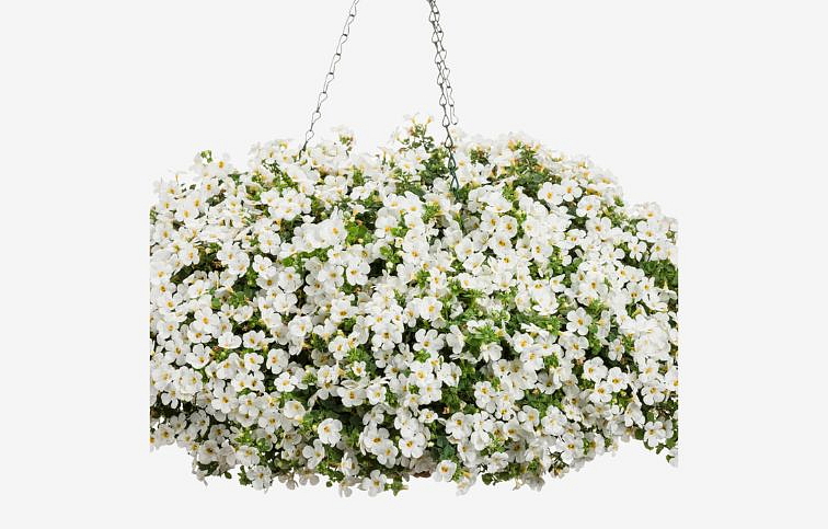 Bakopa Everest Ice 2019 - Bacopa, kont. 0,5 l