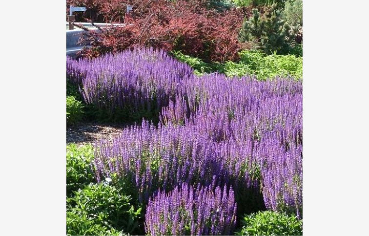 Šalvia hájna Midnight Purple - Salvia nemorosa, kont. 0,5 l