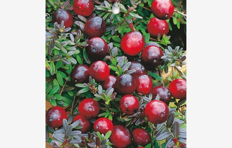 Brusnica McFarlin, kont. 1 l