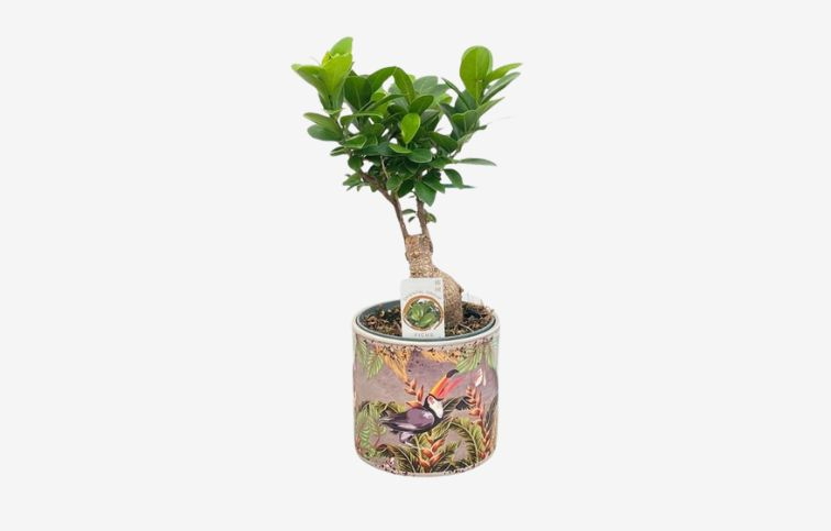 Fikus Ginseng Bonsaj Tukan 20-25cm, v keramike p13