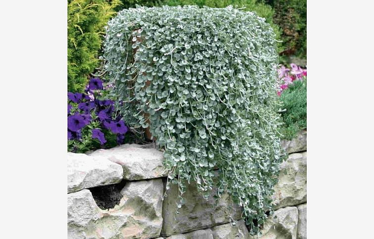 Strieborný vodopád Silver Falls - Dichondra, kont. 0,5 l