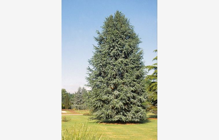 Céder libanonský Fastigiata 110-140 cm rozvetvený, kont. 9 l