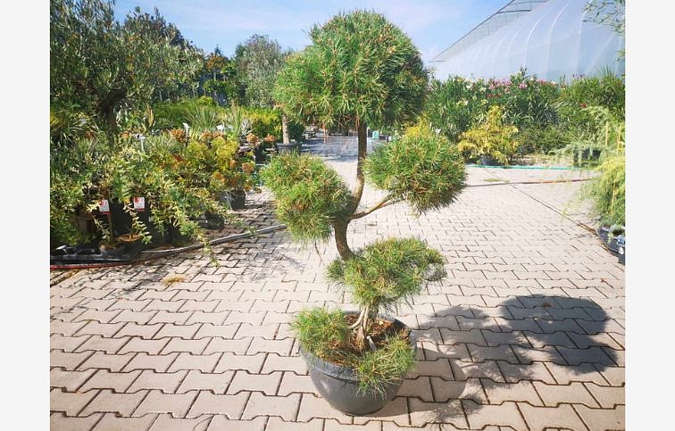 Borovica lesná bonsaj 80-100 cm, v miske 40 l