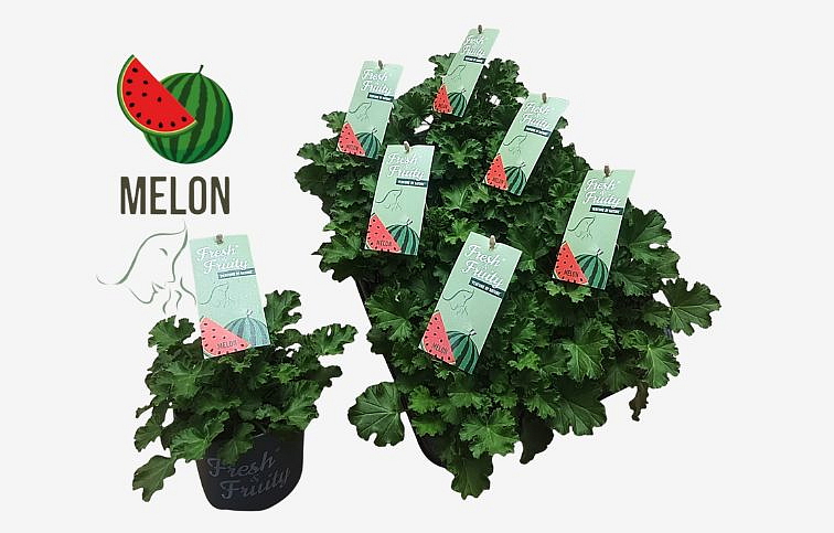 Muškát vonný Melon - Pelargonium odoratissimum, kont. p12