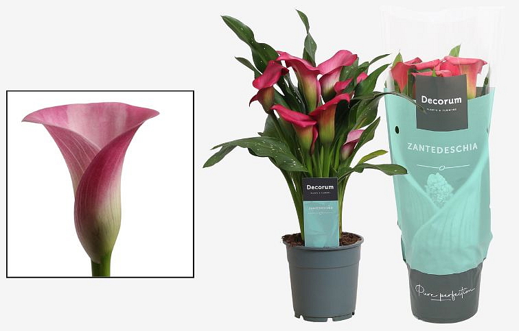 Kornútovka Zazu 30-40 cm - Zantedeschia, kont. p12