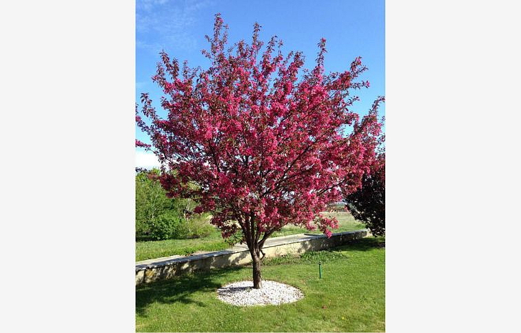 Okrasná jabloň Royalty 120-160 cm, kont. C4