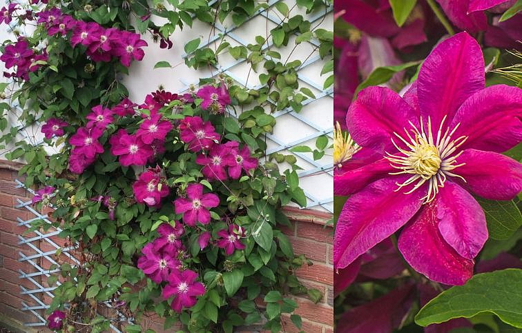 Plamienok veľkokvetý Ernest Markham 50-60 cm - Clematis, kont. p14