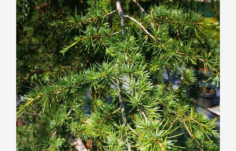 Céder himalájsky Inversa Pendula 350-400cm, obvod kmeňa 18-20cm, kont. 130l