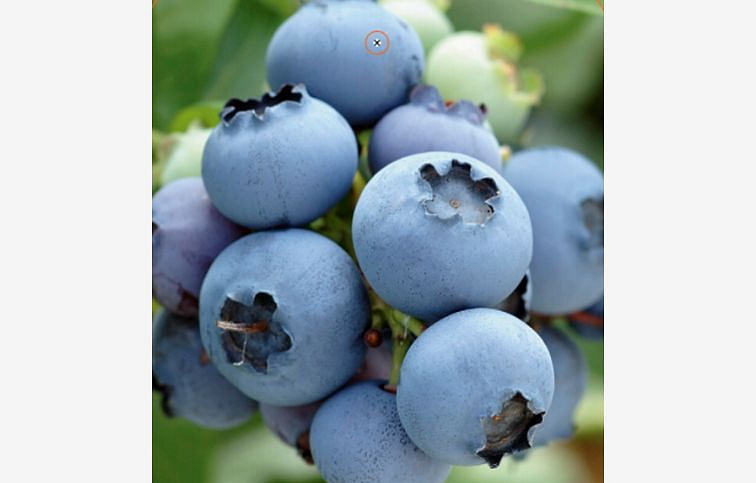 Čučoriedka kanadská Spartan 30-50 cm, kont. 1 l