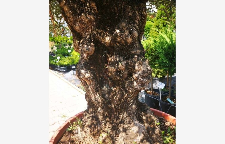 Olivovník európsky bonsaj, obvod kmeňa 70-80cm, výška cca 200-220cm