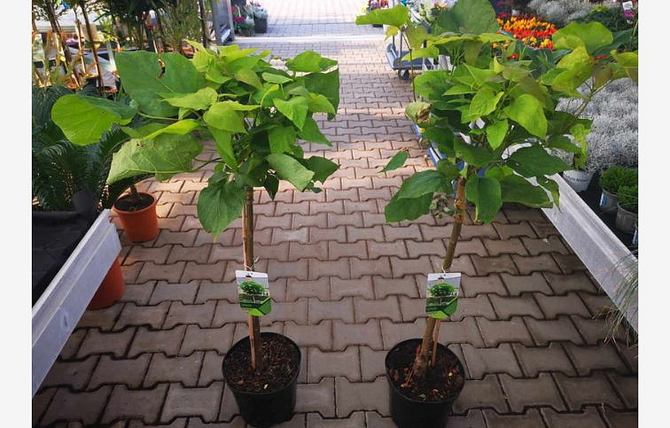 Katalpa bignóniovitá Nana na 60-70 cm kmienku, výška 100-120 cm, kont. p26