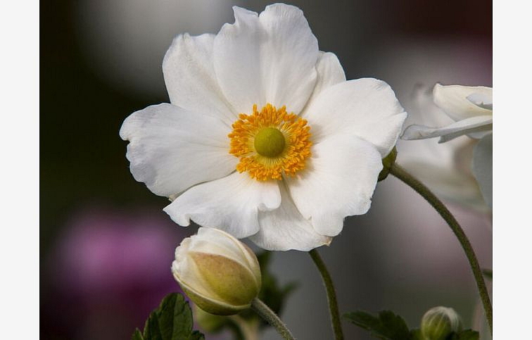 Veternica japonská Andrea Atkinson - Anemone, kont. 1 l