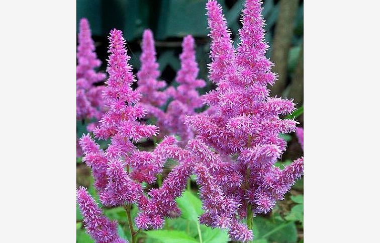 Astilba čínska Pumila - Astilbe, kont. 0,5 l