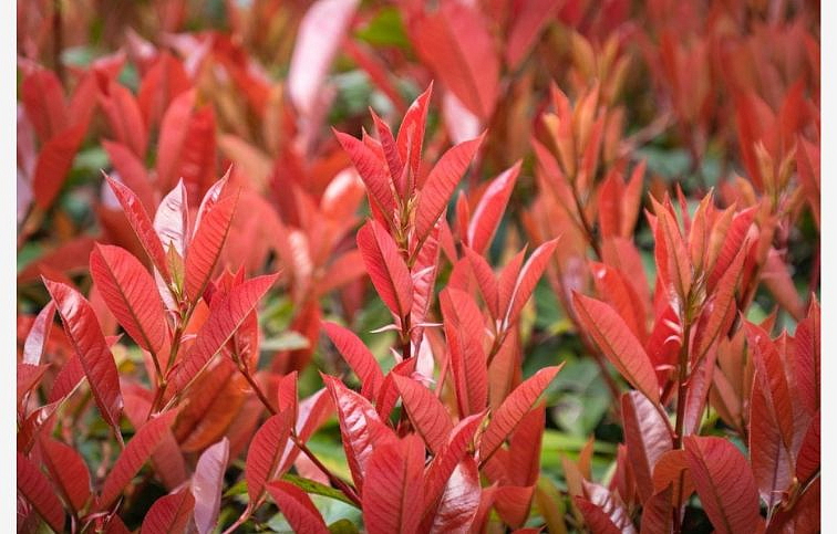 Červienka Fraserova Red Robin špaliera 120x90 cm, kont. 30-40 l