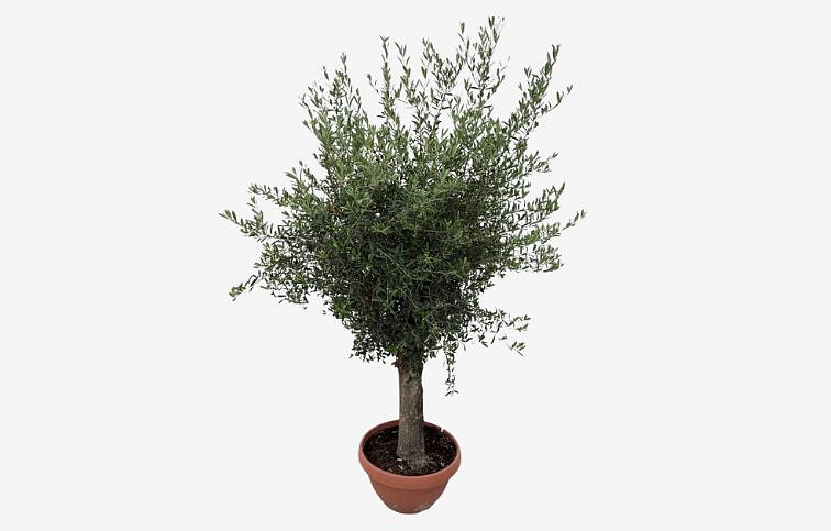 Olivovník európsky na 50-60cm kmienku, výška 160-200 cm, obvod kmeňa 30-40cm, kont. 50 l