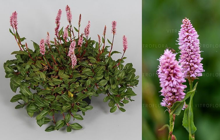 Horčiak Superba - Persicaria amplexicaulis, kont. 1 l