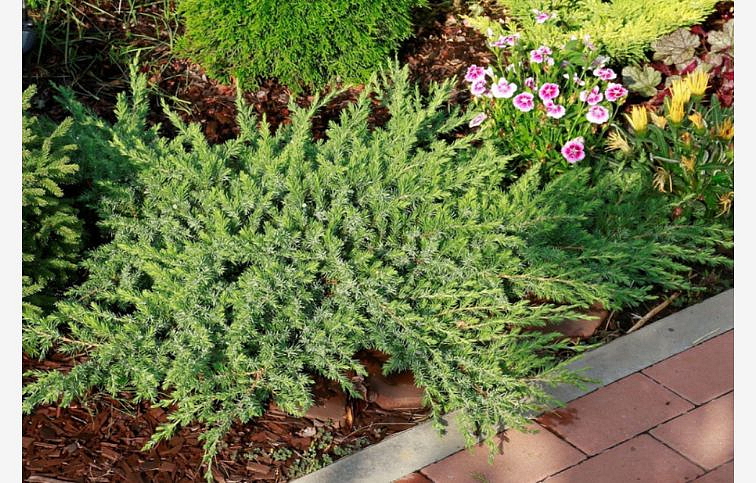 Borievka pobrežná Schlager, kont. 3 l