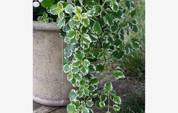 Plektrant koleusovitý Variegata - Plectranthus, kont. 0,5 l