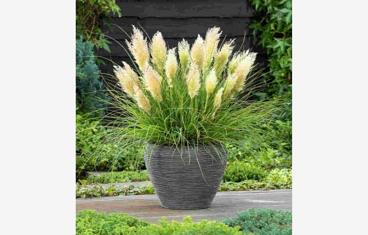 Kortadéria Mini Pampas biela - Cortaderia, kont. p9