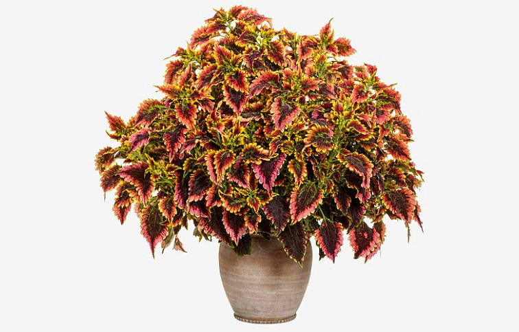 Koleus El Brighto - Coleus, kont. 0,5 l
