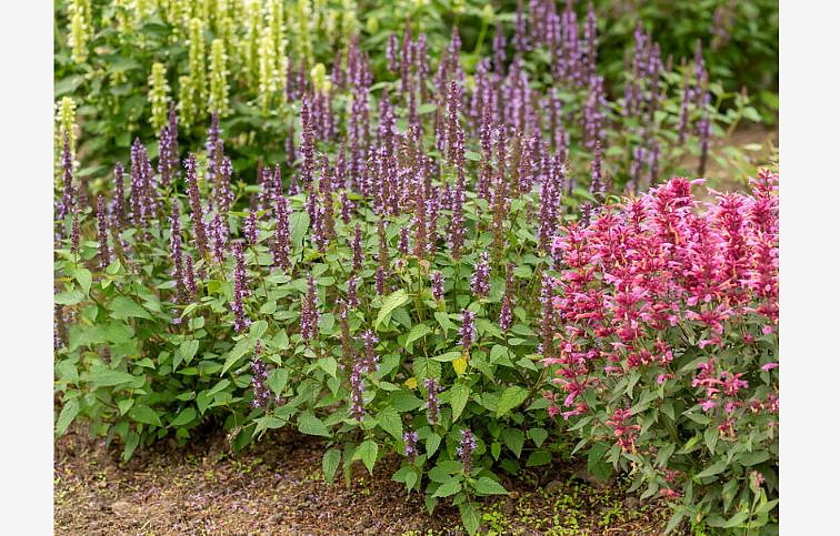Agastache Little Adder, kont. 0,5 l