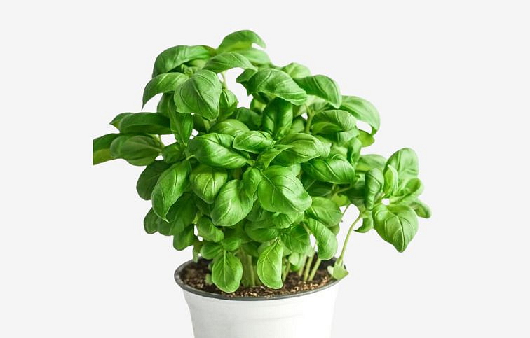 BIO Bazalka, kont. p12