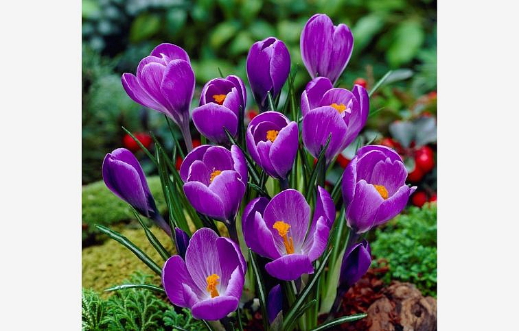 Krokus Remembrance 3 ks v kont. 0,5 l