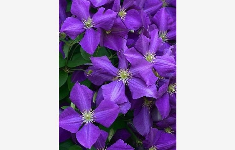 Plamienok Jackmanov 50-60cm - Clematis Jackmanii, kont. p15