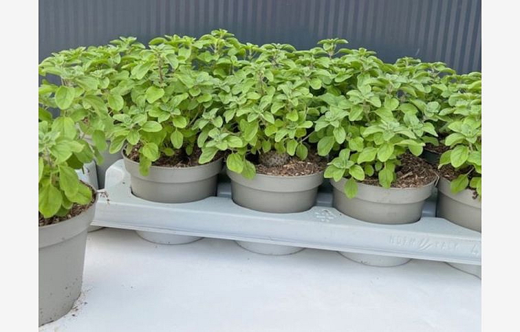 BIO Majorán záhradný, kont. p12