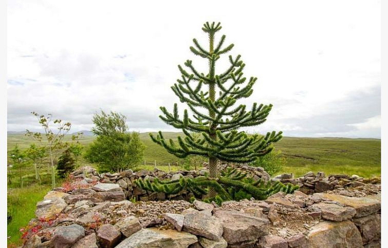 Araukária andská 25-35cm, kont. 1 l