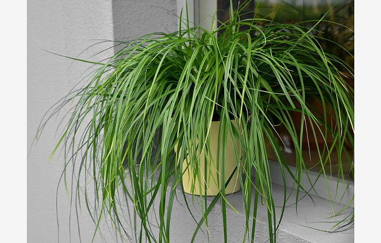 Ostrica ošimenská Greenwell - Carex oshimensis, kont. 0,5 l
