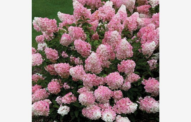 Hortenzia metlinatá Vanille Fraise na cca 30cm kmienku, výška 100-120 cm, kont. C10