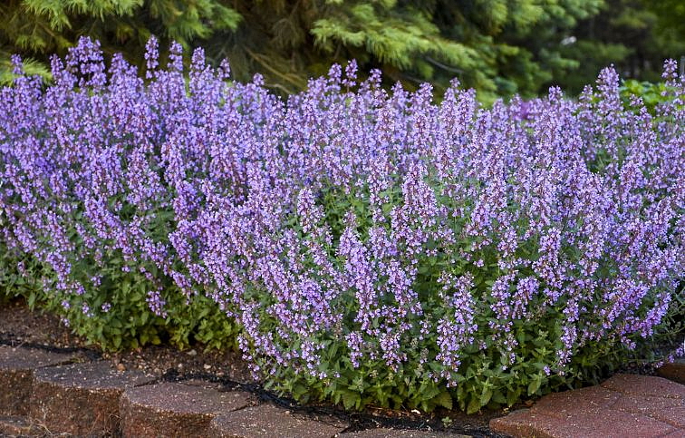 Kocúrnik záhradný Cats Meow - Nepeta, kont. 0,5 l