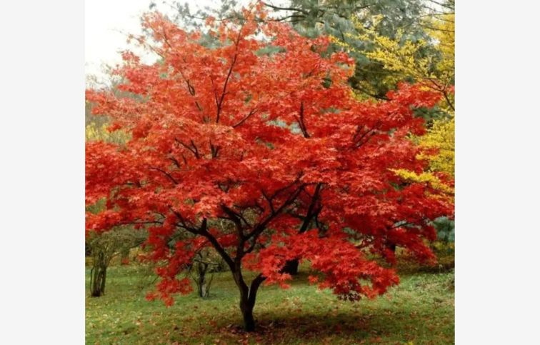 Javor tatársky Ginnala 100-150 cm, kont. 2-3 l