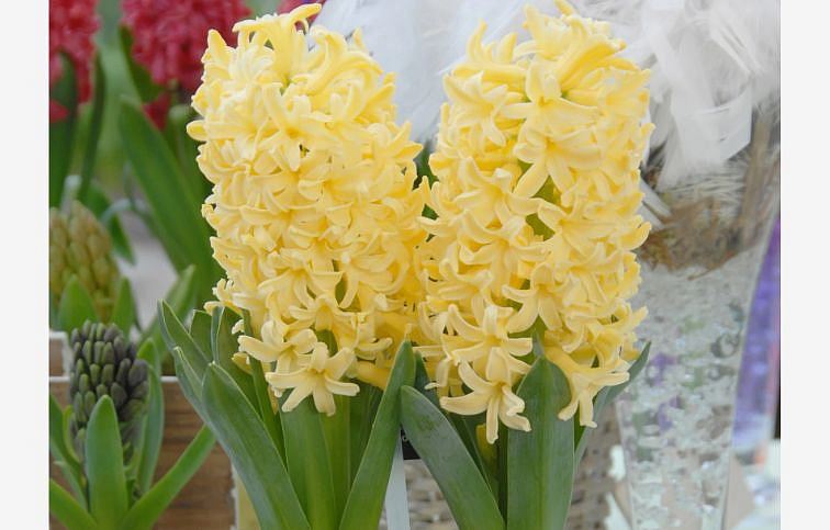 Hyacint Yellowstone, kont. p7