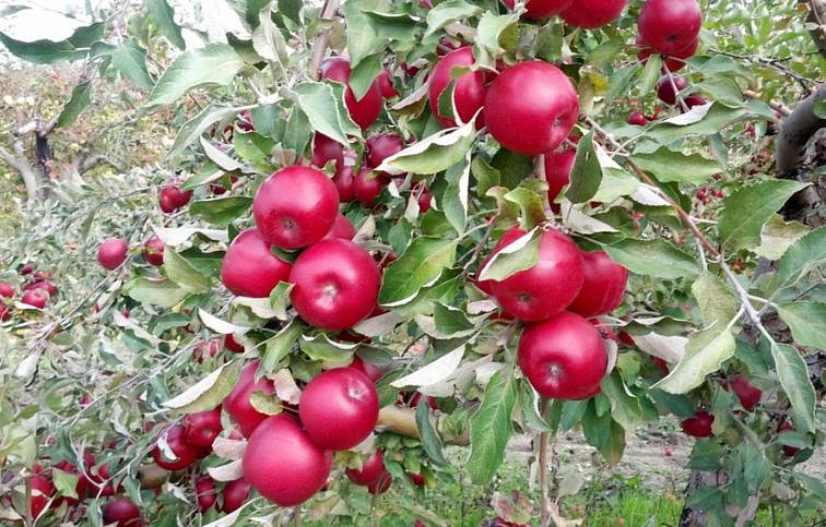 Jabloň Starkrimson podpník M26, voľnok.