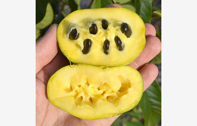 PAW-PAW - ASIMINA TRILOBA 120-140 cm, kont. 9 l