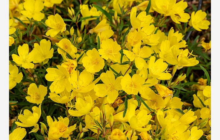 Pupalka missourská African Sun - Oenothera, kont. 0,5 l